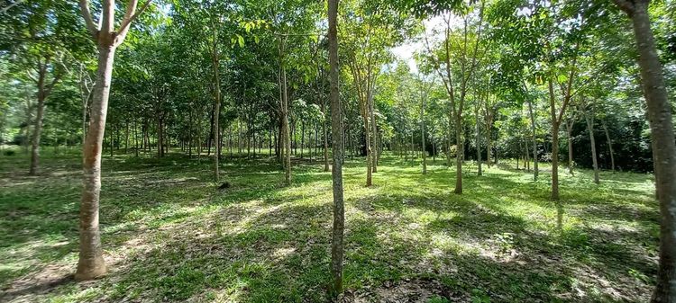 ที่ดินสวนยางเกาะจำติดถนนปูน 10ไร่ ไม่ไกลจากทะเล รูปที่ 3