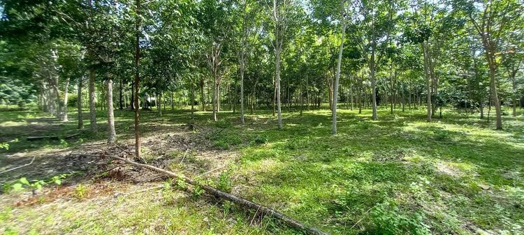 ที่ดินสวนยางเกาะจำติดถนนปูน 10ไร่ ไม่ไกลจากทะเล รูปที่ 4