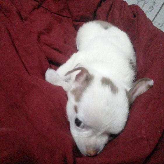 ชิวาว่า ไซด์เล็ก  รูปที่ 2