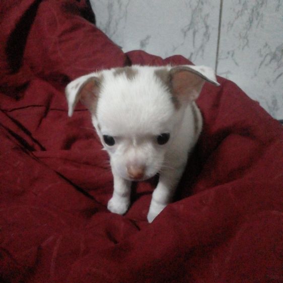 ชิวาวา (Chihuahua) ชิวาว่า ไซด์เล็ก 