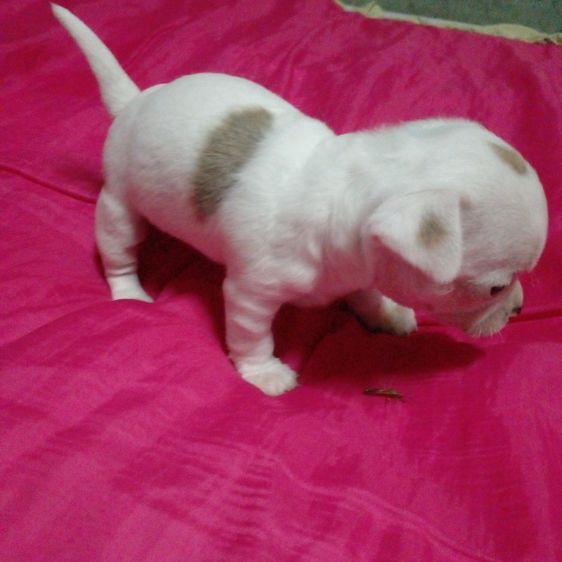 ชิวาว่า ไซด์เล็ก  รูปที่ 8