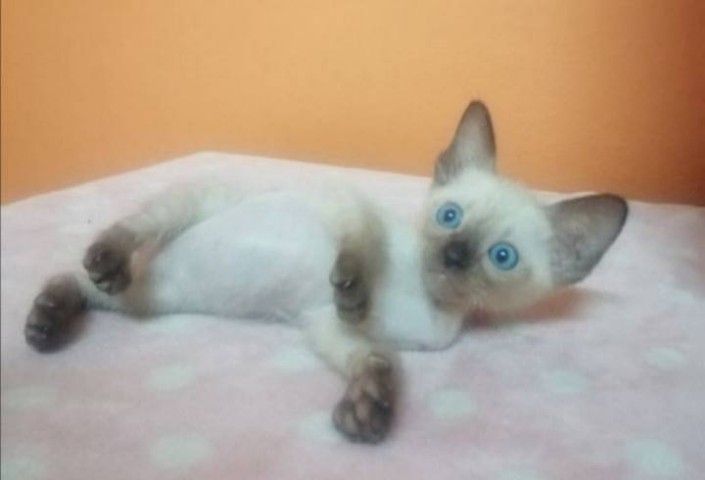 แมวไทยวิเชียรมาศพันธุ์แท้ รูปที่ 2