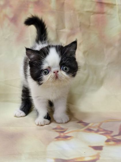 ดช.เอ็กโซติก ขนสั้น รูปที่ 5