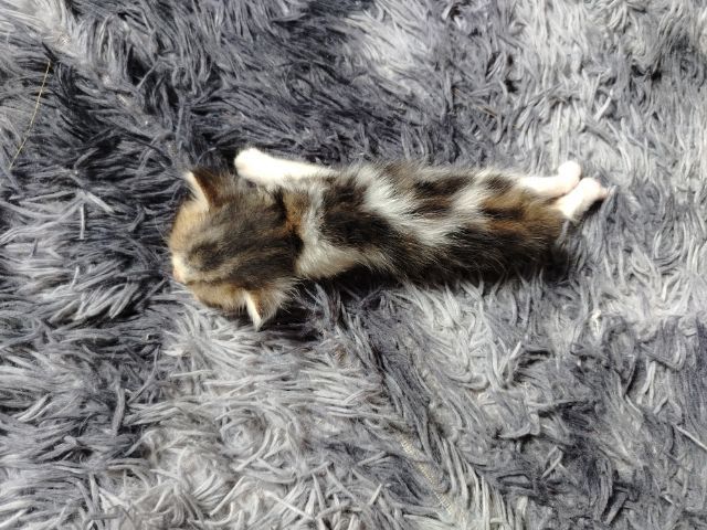 เปอร์เซียผสมไทย รูปที่ 2