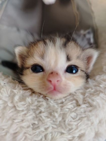 เปอร์เซีย (Persian) เปอร์เซียผสมไทย