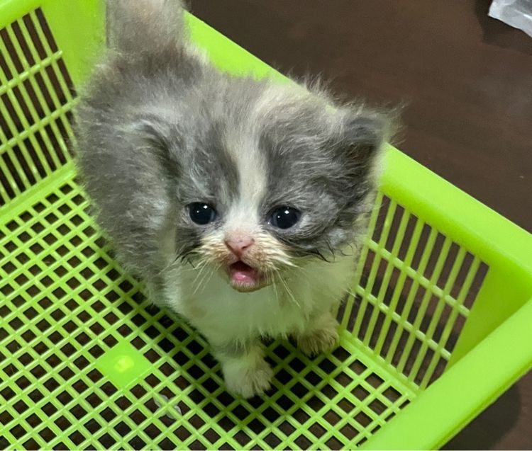 ลูกแมวสก็อตติช รูปที่ 6