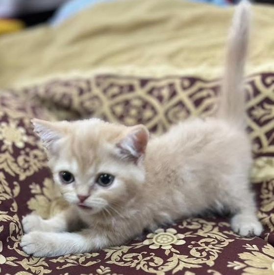 ลูกแมวสก็อตติช รูปที่ 4