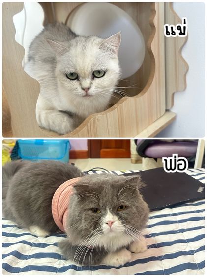 ด.ช สก็อตติช รูปที่ 6