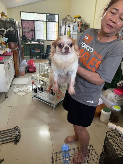 ชิวาวา (Chihuahua) เล็ก ชิวาวาเพศผู้