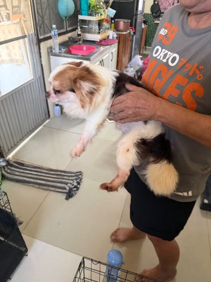 ชิวาวาเพศผู้ รูปที่ 4