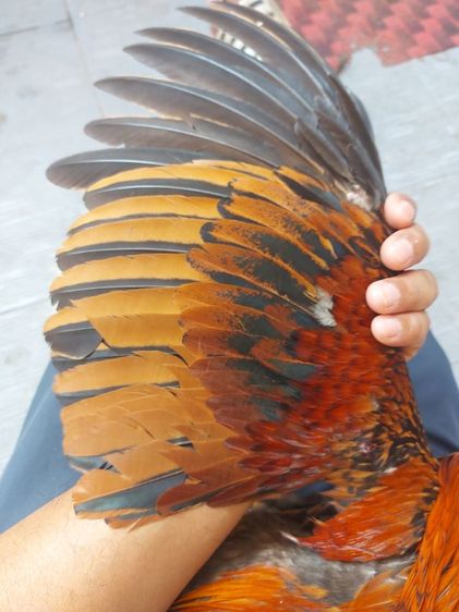 ไก่ชนพม่าเเข้งหน้า รูปที่ 6