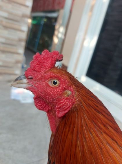 ไก่ชนพม่าเเข้งหน้า รูปที่ 2