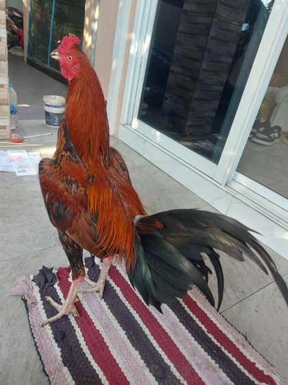 ไก่ชนพม่าเเข้งหน้า รูปที่ 3