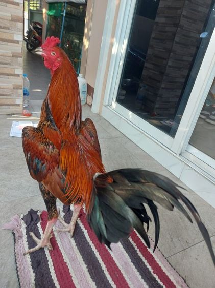 ไก่ชนพม่าเเข้งหน้า รูปที่ 8