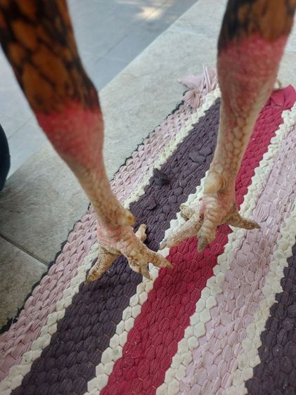 ไก่ชนพม่าเเข้งหน้า รูปที่ 10