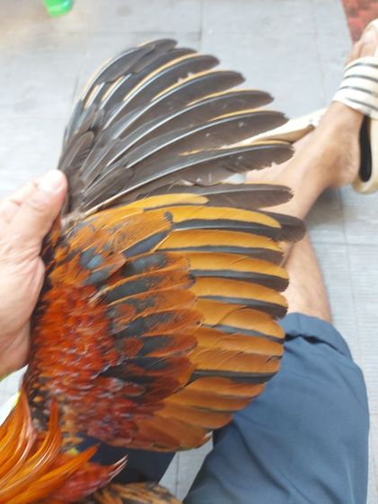 ไก่ชนพม่าเเข้งหน้า รูปที่ 5