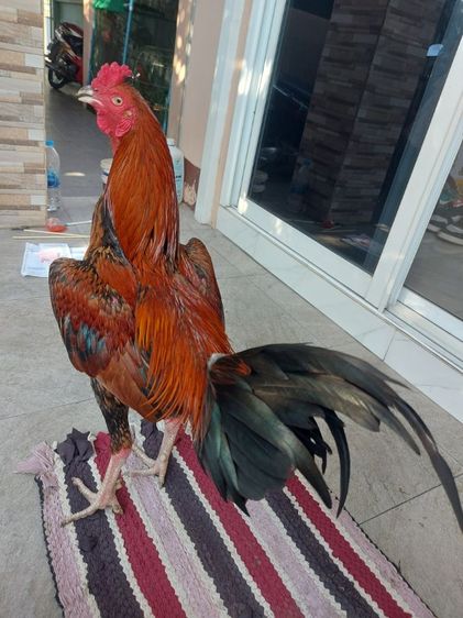 ไก่ชนพม่าเเข้งหน้า รูปที่ 7