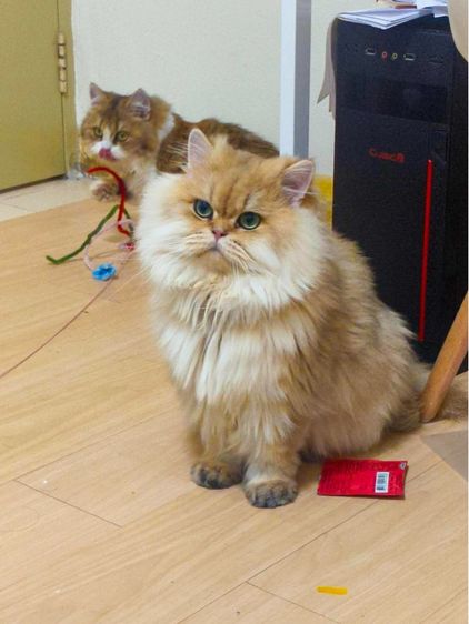 แมว สก็อตติช บริติช  รูปที่ 7