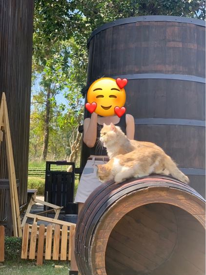 แมว สก็อตติช บริติช  รูปที่ 8