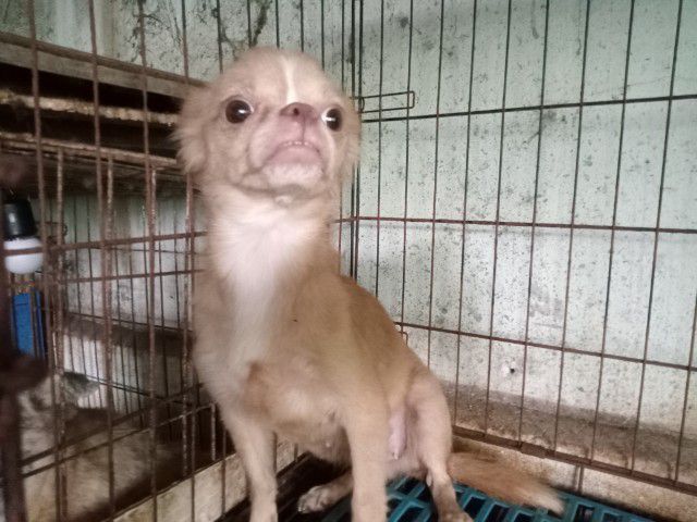 ชิวาวา (Chihuahua) เล็ก ขายชิวาวาขนยาว เพศเมีย