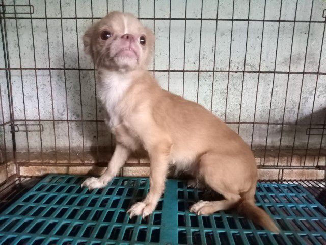 ขายชิวาวาขนยาว เพศเมีย รูปที่ 3