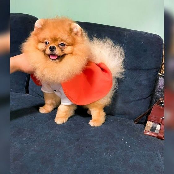 (พ่อพันธุ์ปอมหน้าโครตหมีรับผสม) ตัวจริงหน้าอย่างแบ๊วหน้าโครตแบ๊วเลย หน้าหมีๆขาโครตใหญ่ ไซร้จิ๋วๆไข่ลงครบ น้ำหนัก1โลกว่าๆ ผสมเก่งมาก  รูปที่ 4