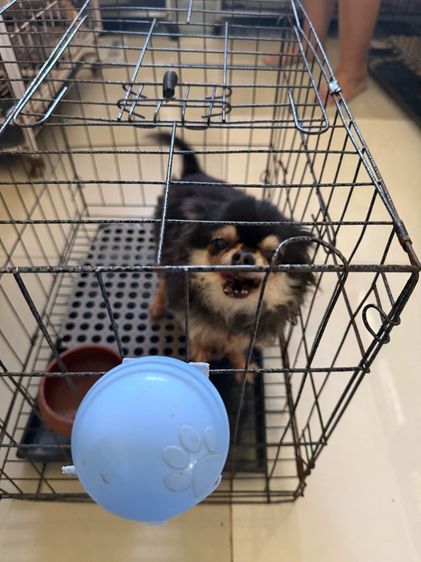 ชิวาวา (Chihuahua) เล็ก )ชิวาวาเพศเมีย