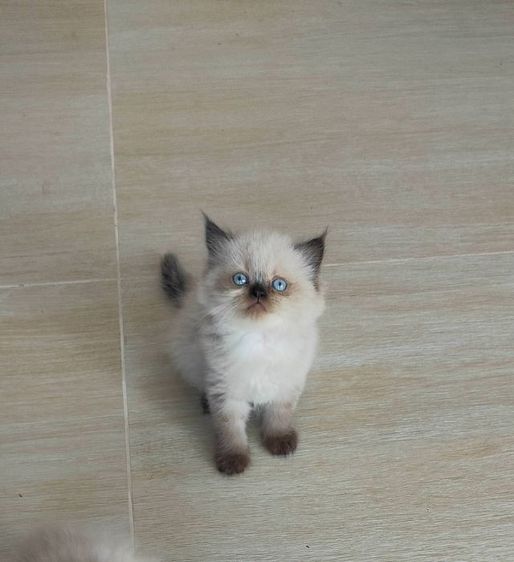 ขายลูกแมวหิมาลายันขนยาว รูปที่ 4