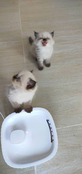 ขายลูกแมวหิมาลายันขนยาว รูปที่ 2