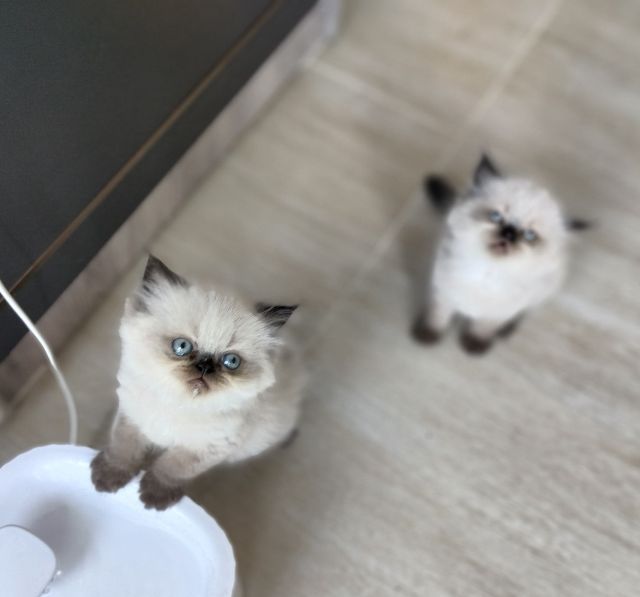 เปอร์เซีย (Persian) ขายลูกแมวหิมาลายันขนยาว