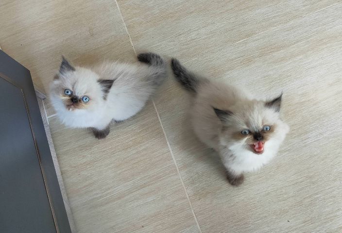 ขายลูกแมวหิมาลายันขนยาว รูปที่ 3