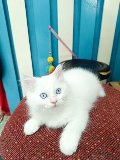 ลูกแมวเปอร์เซีย รูปที่ 9