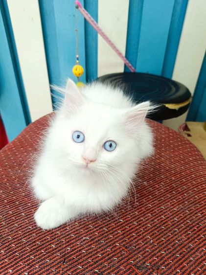 ลูกแมวเปอร์เซีย รูปที่ 3
