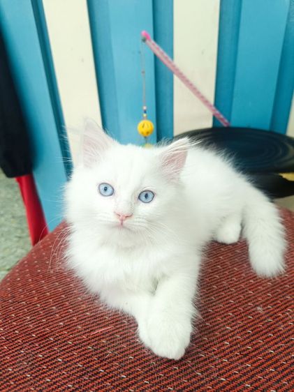 ลูกแมวเปอร์เซีย รูปที่ 4