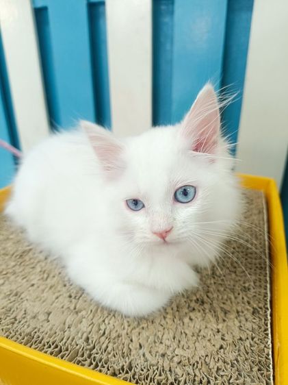 ลูกแมวเปอร์เซีย รูปที่ 10