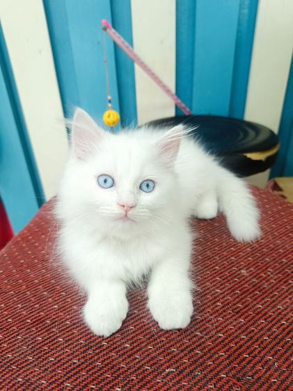 ลูกแมวเปอร์เซีย