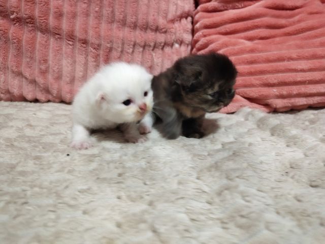 แมว เปอเซียแท้