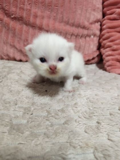 แมว เปอเซียแท้ รูปที่ 4