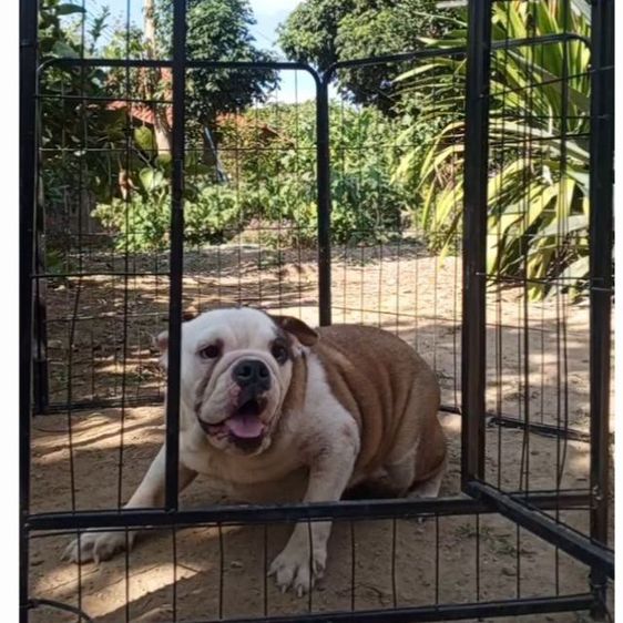 บลูด็อก bulldog น้องหมูเด้ง รูปที่ 3