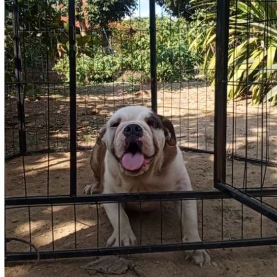 บลูด็อก bulldog น้องหมูเด้ง