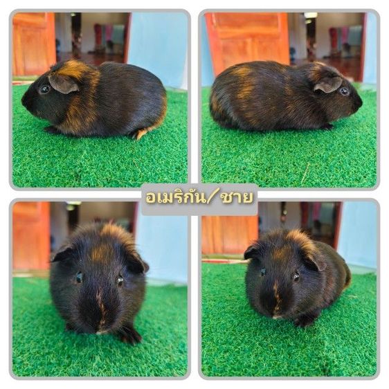 หนู​แก​ส​บี้​ขน​สั้น​ รูปที่ 4