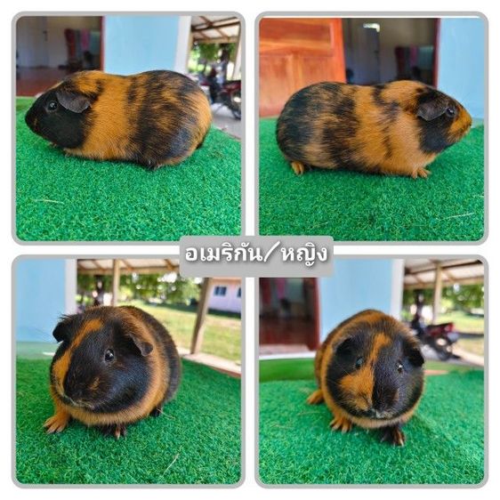 หนู​แก​ส​บี้​ขน​สั้น​ รูปที่ 7