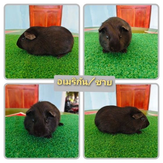 หนู​แก​ส​บี้​ขน​สั้น​ รูปที่ 3