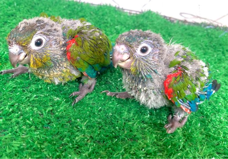 นกแก้ว กรรนชิค