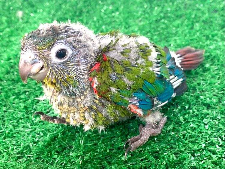 นกแก้ว กรรนชิค รูปที่ 2