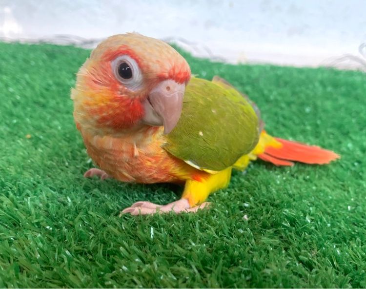 นกแก้ว กรรนชิค รูปที่ 4