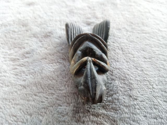 แมลงภู่คำ (เขาแกะ) รูปที่ 10