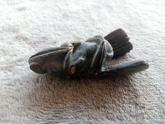 แมลงภู่คำ (เขาแกะ) รูปที่ 11