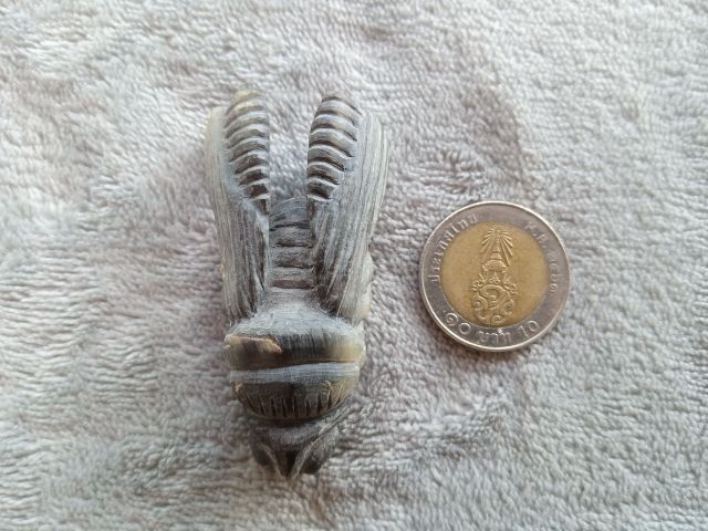 แมลงภู่คำ (เขาแกะ) รูปที่ 18