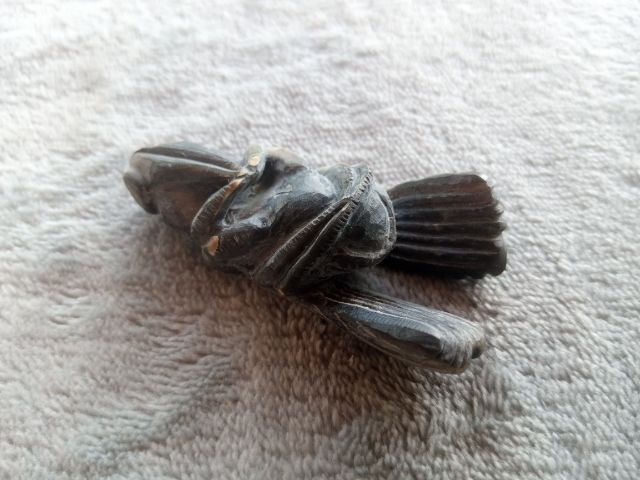 แมลงภู่คำ (เขาแกะ) รูปที่ 16